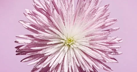 Pink chrysanthemum Stock Footage 174081589