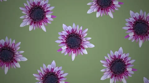 Pink chrysanthemum pattern on a green background. Simple floral motion graphics  Video stock 148996528