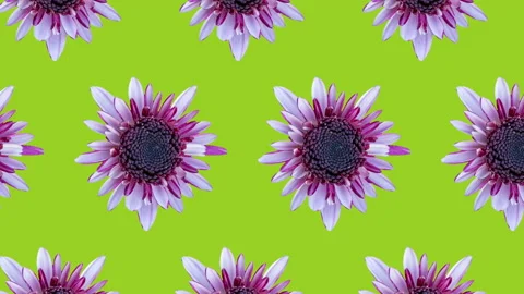 Pink chrysanthemum pattern on a green background. Simple motion graphics floral Stock Footage 149933171