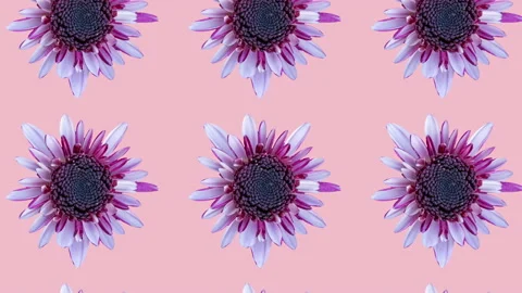 Pink chrysanthemum pattern on a pink background. Simple motion graphics floral Stock Footage 150361891