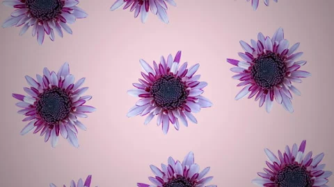 Pink chrysanthemum pattern on a pink pastel background. Minimal motion graphics  Video stock 149443922