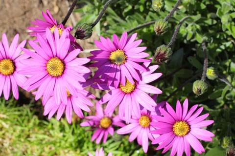 Pink chrysanthemum Stock Photos
