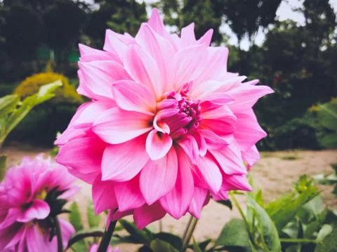 Pink Chrysanthemum Stock Photos