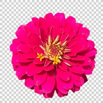 Pink chrysanthemum Stock Photos