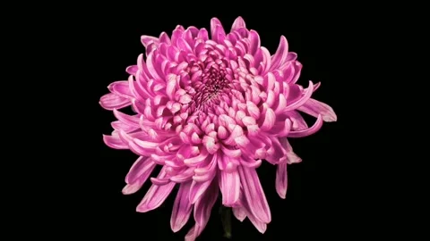 Pink Chrysanthemum rotating Stock Footage 148895899