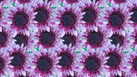 Pink chrysanthemums background animated pattern. Simple floral seamless loop Stock Footage 154215775