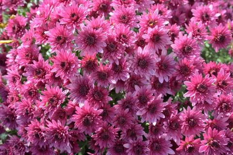 Pink chrysanthemums background Stock Photos