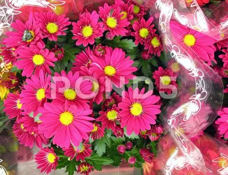 Pink chrysanthemums in cellophane paper Stock Photos