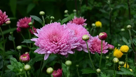 Pink chrysanthemums close-up Stock Footage 117905928