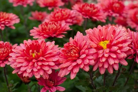 Pink Chrysanthemums with Dew Drops Fotos Stock