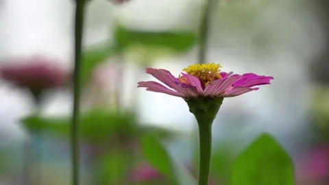 Pink chrysanthemums Stock Footage 74508160