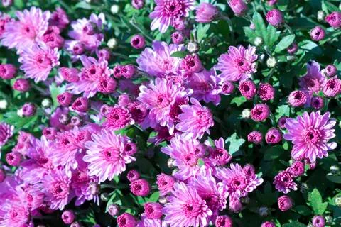 Pink chrysanthemums Фото