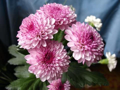 Pink chrysanthemums Stock Photos