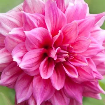 Pink chrysanthemums Stock Photos