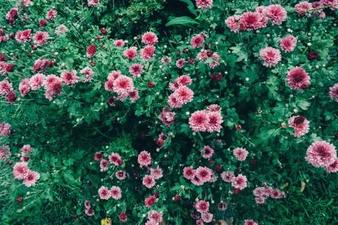 Pink chrysanthemums Stock Photos