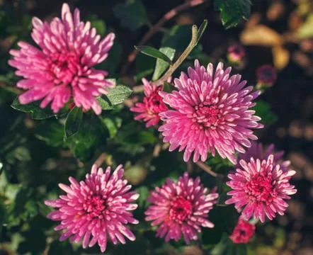 Pink chrysanthemums in spring Stock Photos