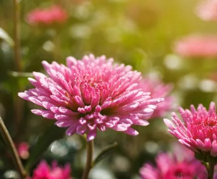 Pink chrysanthemums in spring Stock Photos