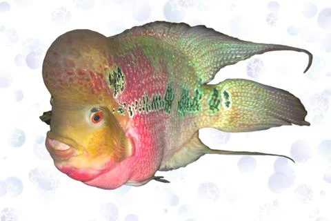Pink cichlid Stock Illustration