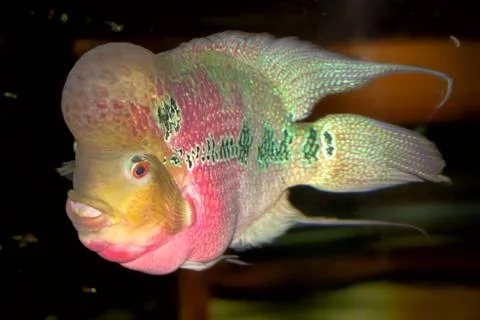Pink cichlid Stock Photos