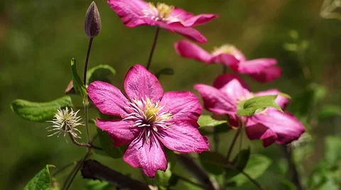 Pink clematis flowers, closeup Stock Footage 41550057
