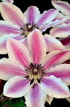 Pink Clematis Stock Photos