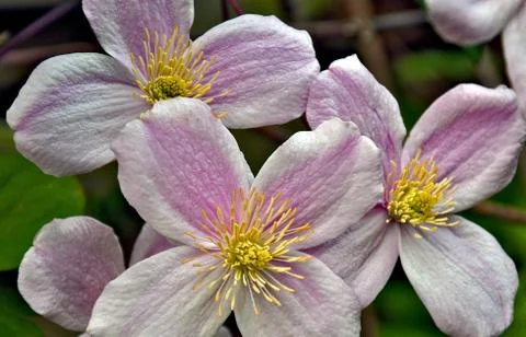 Pink Clematis Foto stock