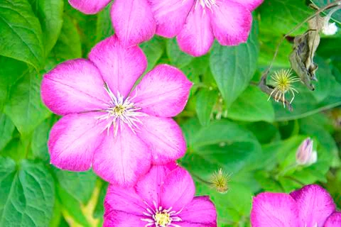 Pink Clematis Stock Photos