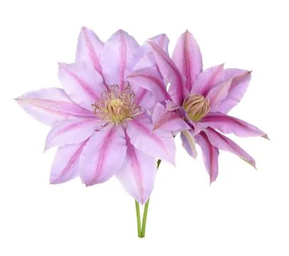 Pink  clematis Stock Photos