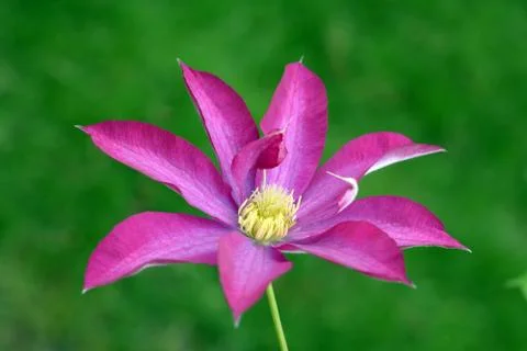 Pink clematis Foto stock