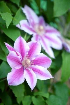Pink clematis Stock Photos