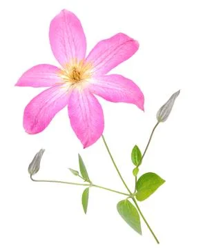 Pink clematis Stock Photos