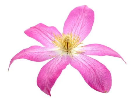 Pink clematis Stock Photos