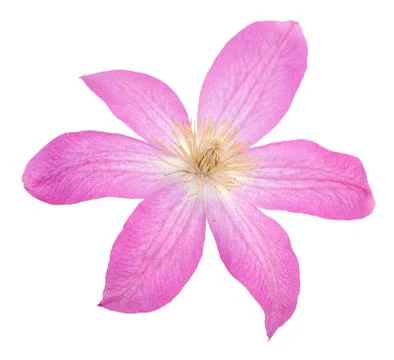 Pink clematis Stock Photos