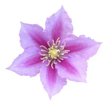Pink clematis Stock Photos
