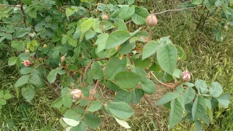 Pink Closed Buds Flower of Tea Rose Rosa odorata in Nature Crimea Stock Footage 99369094