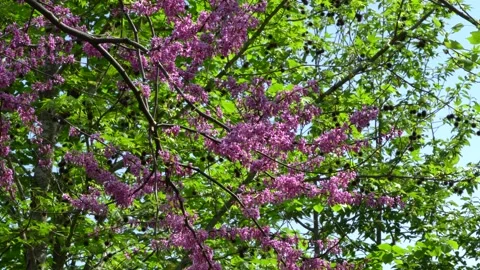 Pink cloud of Judas Tree, Eastern Redbud or Eastern Redbud blooming in spring Stock Footage 190440794