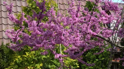 Pink cloud of Judas Tree, Eastern Redbud blooming in spring garden Stock Footage 196209216