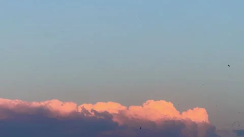 A pink cloud in the sky and black birds flying in the sky Stock Footage 314159831