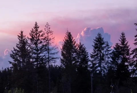 Pink clouds of a sunset behind the trees. Stock Photos