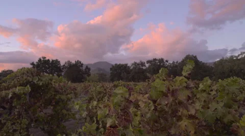Pink clouds at sunset over vineyards wide angle 스톡 동영상 56661167