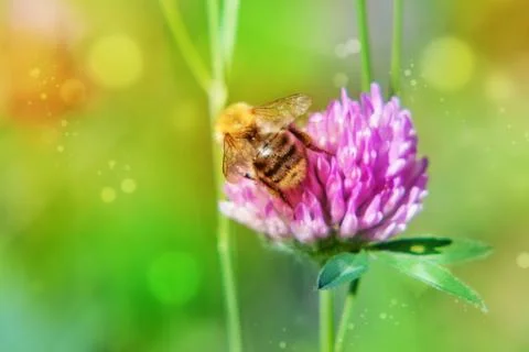 Pink clover and bumblebee Stock Photos