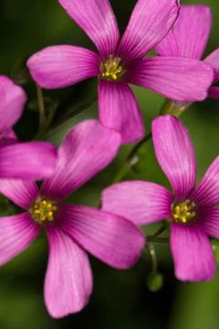 Pink clover flower Stock Photos