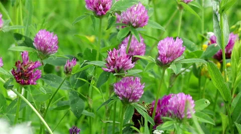 Pink clover flowers Stock Footage 68682413
