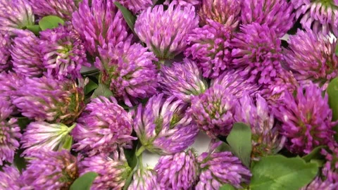Pink clover flowers Stock Footage 155548728