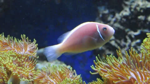 Pink clown fish Stock Footage 22553531
