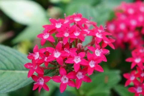 Pink Cluster 스톡 사진