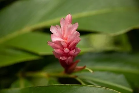 Pink Cluster Stock Photos