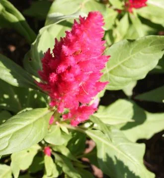 Pink cockscomb flowers Stock Photos