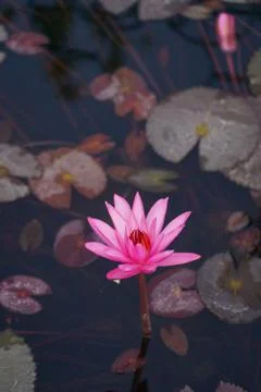 A pink color lotus flower in blue color water along with other leaves and wat Stock Photos