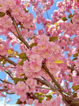 Pink color of spring tree Stock Photos